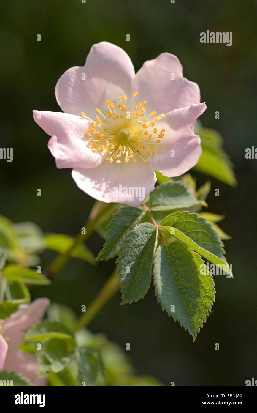 Dog rose (Rosa Canina), Blume, Deutschland Stockfoto
