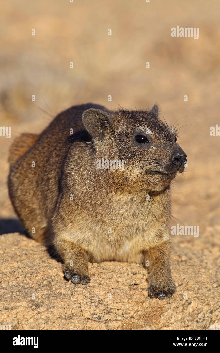 gemeinsamen Rock Hyrax, Rock Klippschliefer (Procavia Capensis), sitzt auf einem Felsen in der Abendsonne, Südafrika, Augrabies Falls National Park Stockfoto