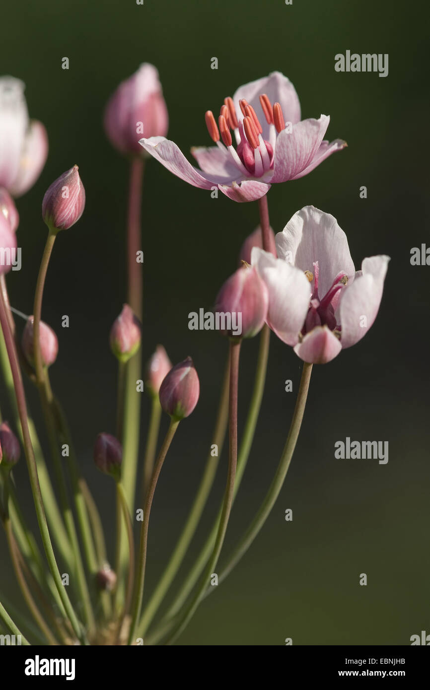 Blüte, Rush, Rush Grass (Butomus Umbellatus), Blumen, Deutschland Stockfoto