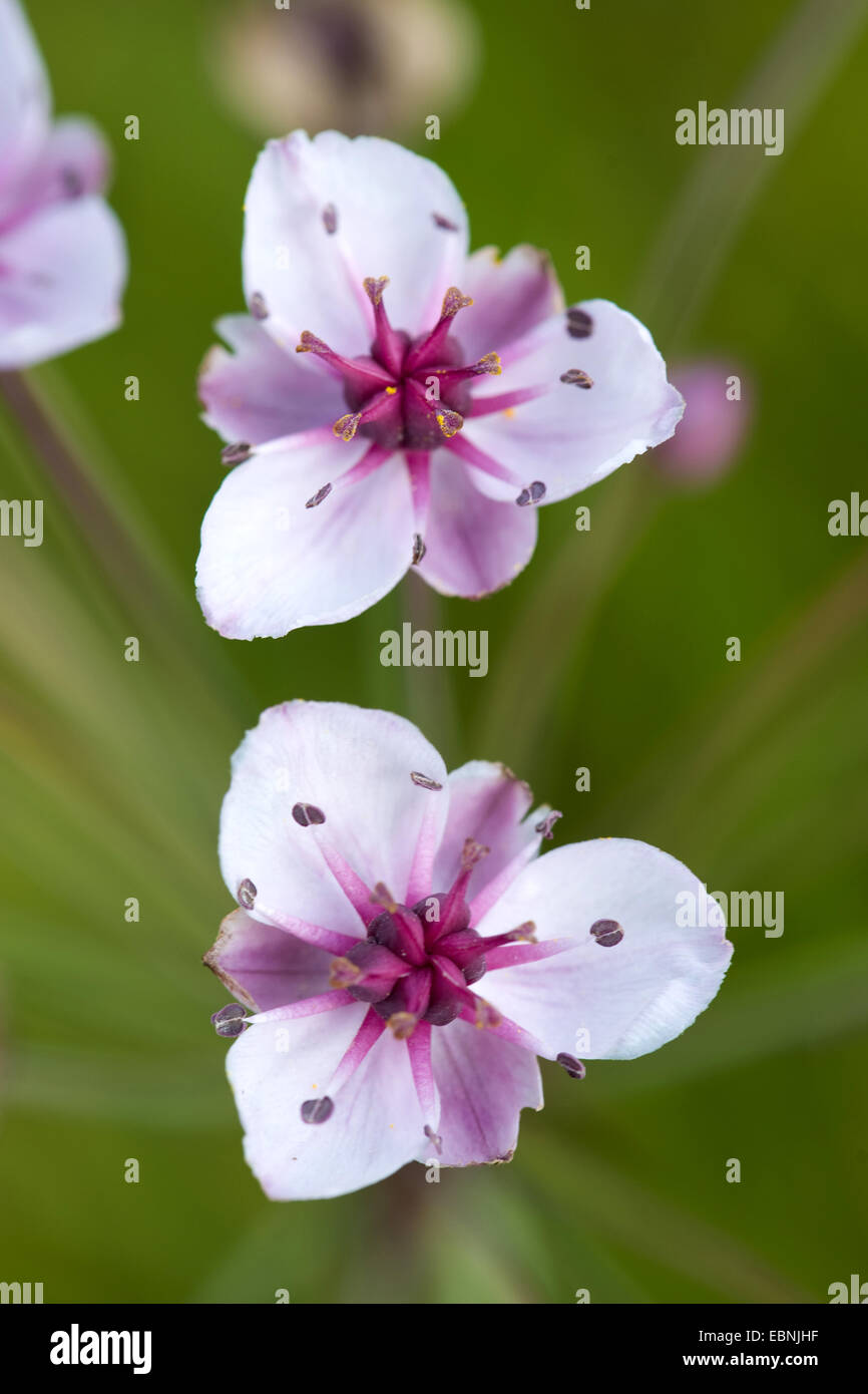 Blüte, Rush, Rush Grass (Butomus Umbellatus), Blumen, Deutschland Stockfoto