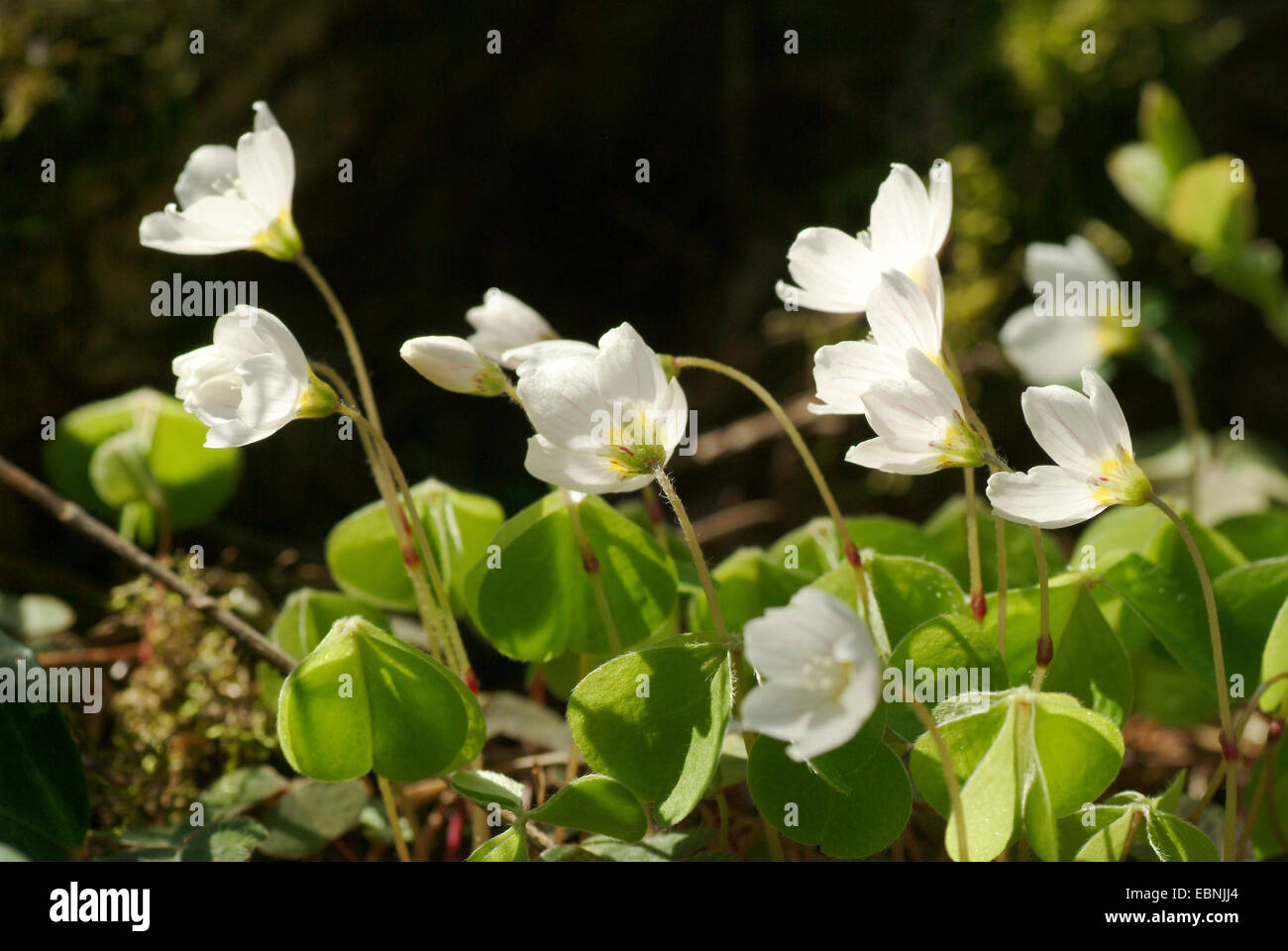 Holz-Sauerampfer, Sauerklee, Irisches Kleeblatt (Oxalis Acetosella), blühen, Deutschland Stockfoto