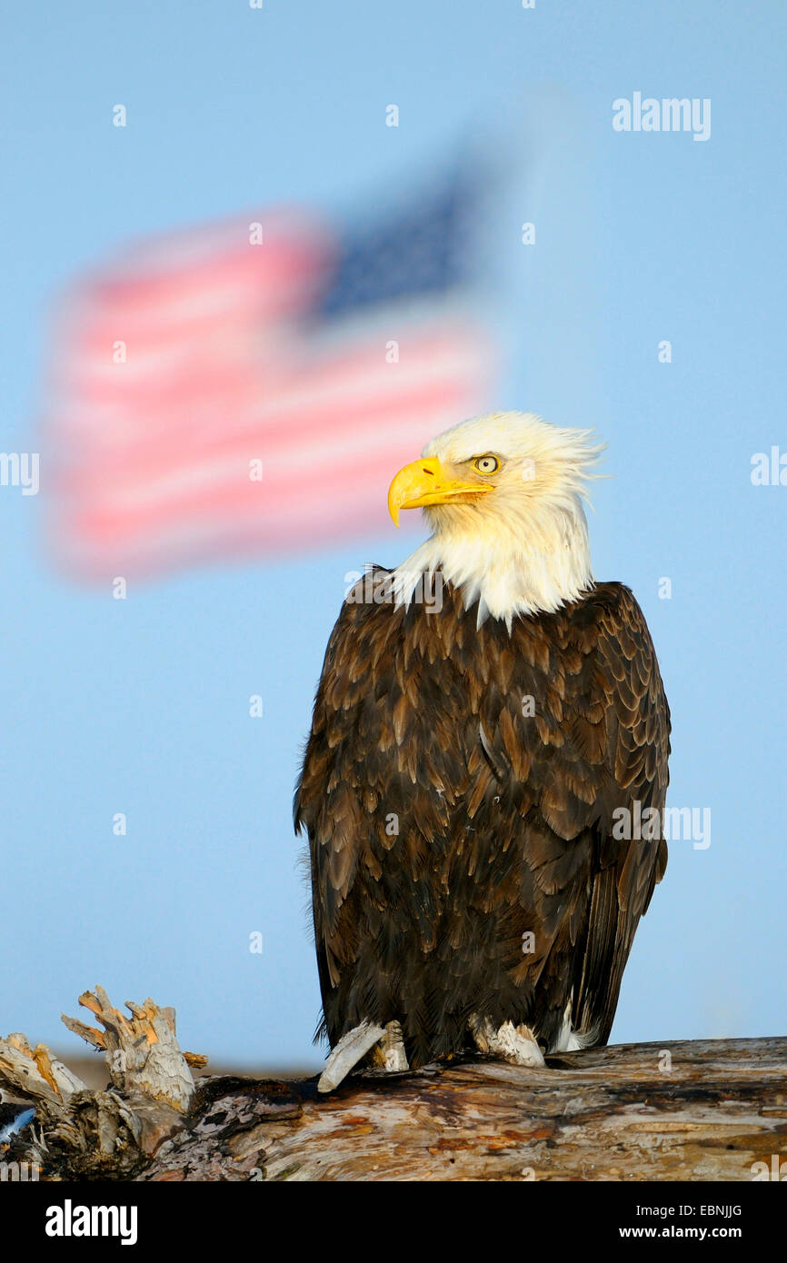 Weißkopfseeadler (Haliaeetus Leucocephalus), sitzen auf Totholz, im Hintergrund der Flagge der United States of America, USA, Alaska Stockfoto