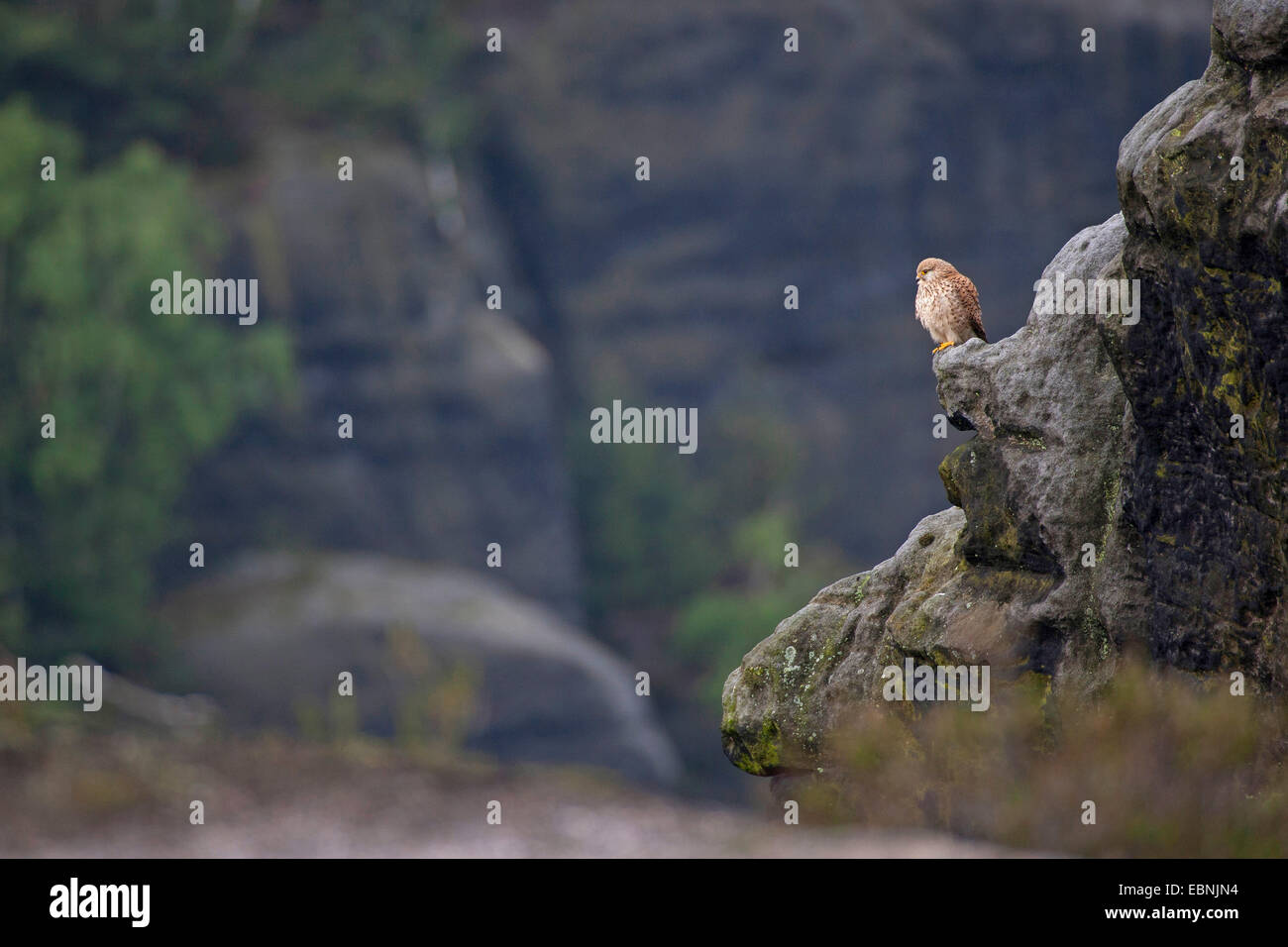 Europäische Turmfalke, Eurasian Kestrel, Old World Turmfalke, Turmfalken (Falco Tinnunculus), auf einem Felsen in ihrem Lebensraum, Deutschland Stockfoto