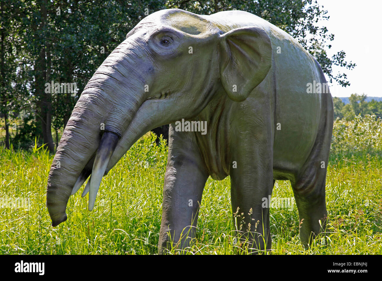 Gomphotherium (Gomphotherium), primitive ausgestorbener Elefant Stockfoto