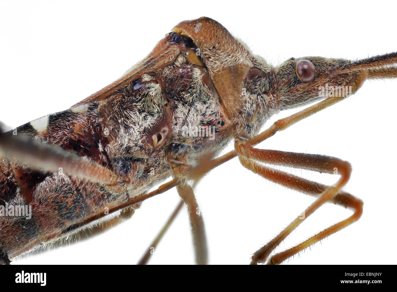 Westlichen Nadelbaum-Samen-Fehler (Leptoglossus Occidentalis), Thorax und Kopf mit Saugnapf, Seitenansicht Stockfoto