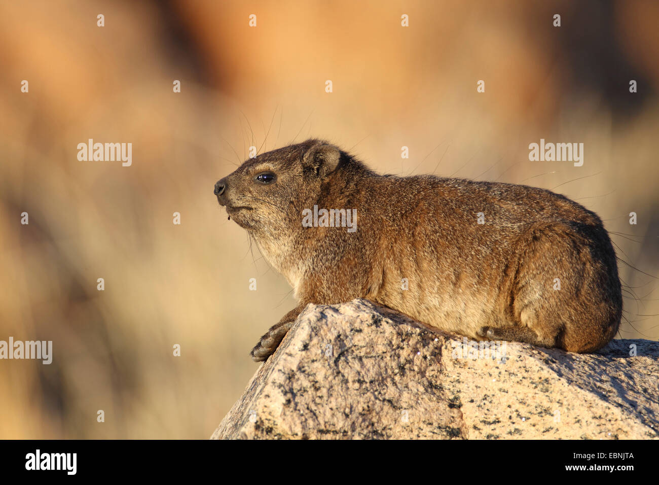 gemeinsamen Rock Hyrax, Rock Klippschliefer (Procavia Capensis), sitzt auf einem Felsen in der Abendsonne, Südafrika, Augrabies Falls National Park Stockfoto