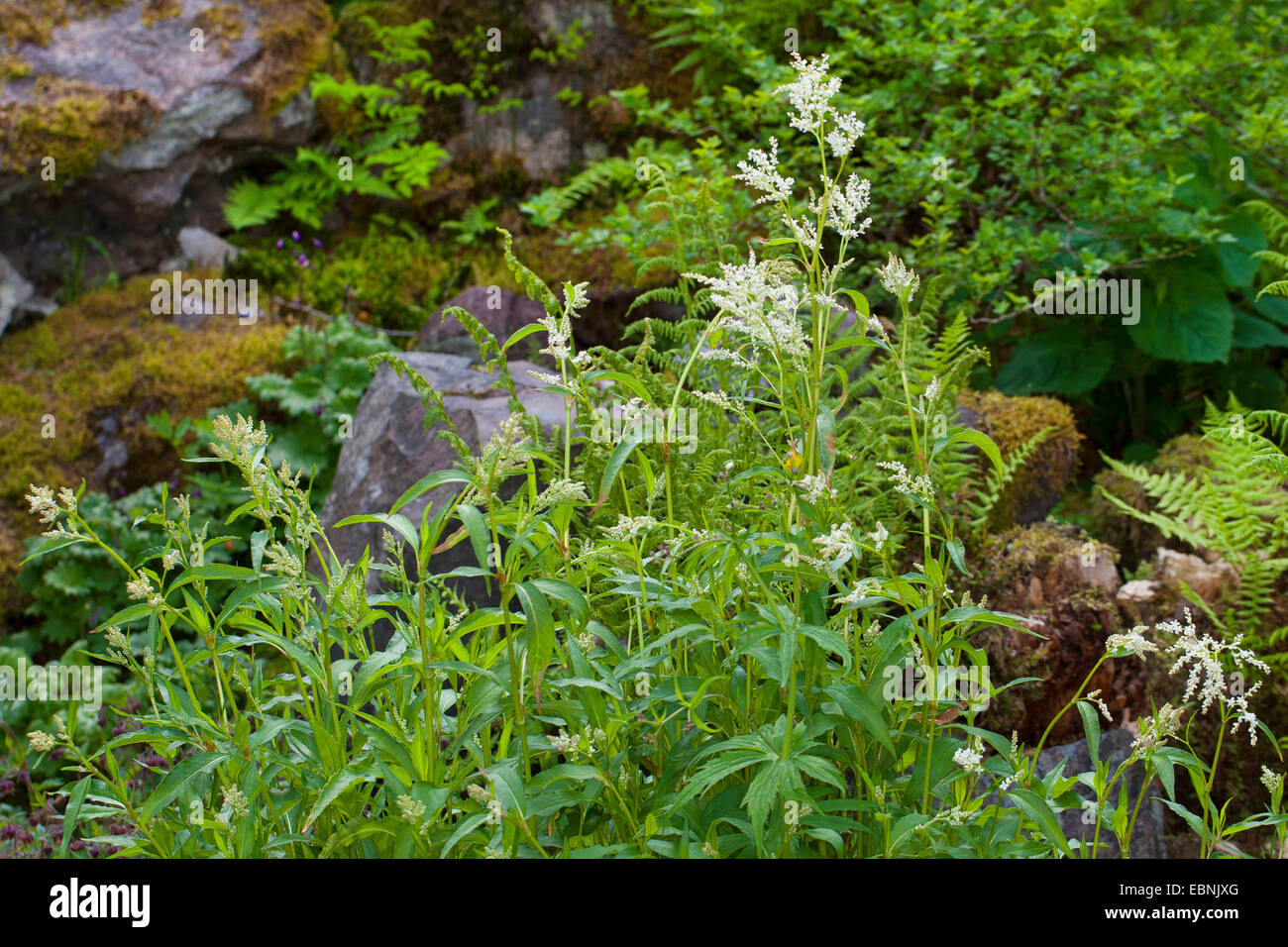 Alpine Knöterich (Polygonum Alpinum, Aconogonon Alpinum, Persicaria Alpina), blühen Stockfoto