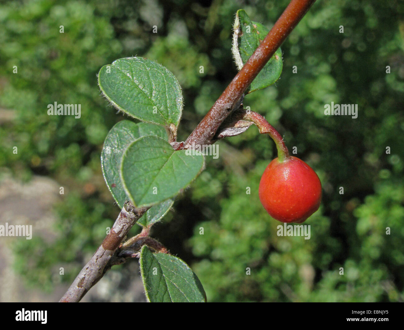 Wilder Cotoneaster Cotoneaster integerrimus, Zweig mit Früchten, Deutschland, Rheinland-Pfalz Stockfoto