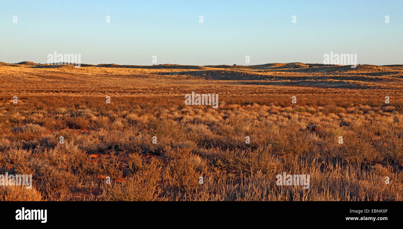 Dünen der Kalahari im Auob Tal in der Nähe von Houmoed, bei Sonnenaufgang, Südafrika Kgalagadi Transfrontier National Park Stockfoto