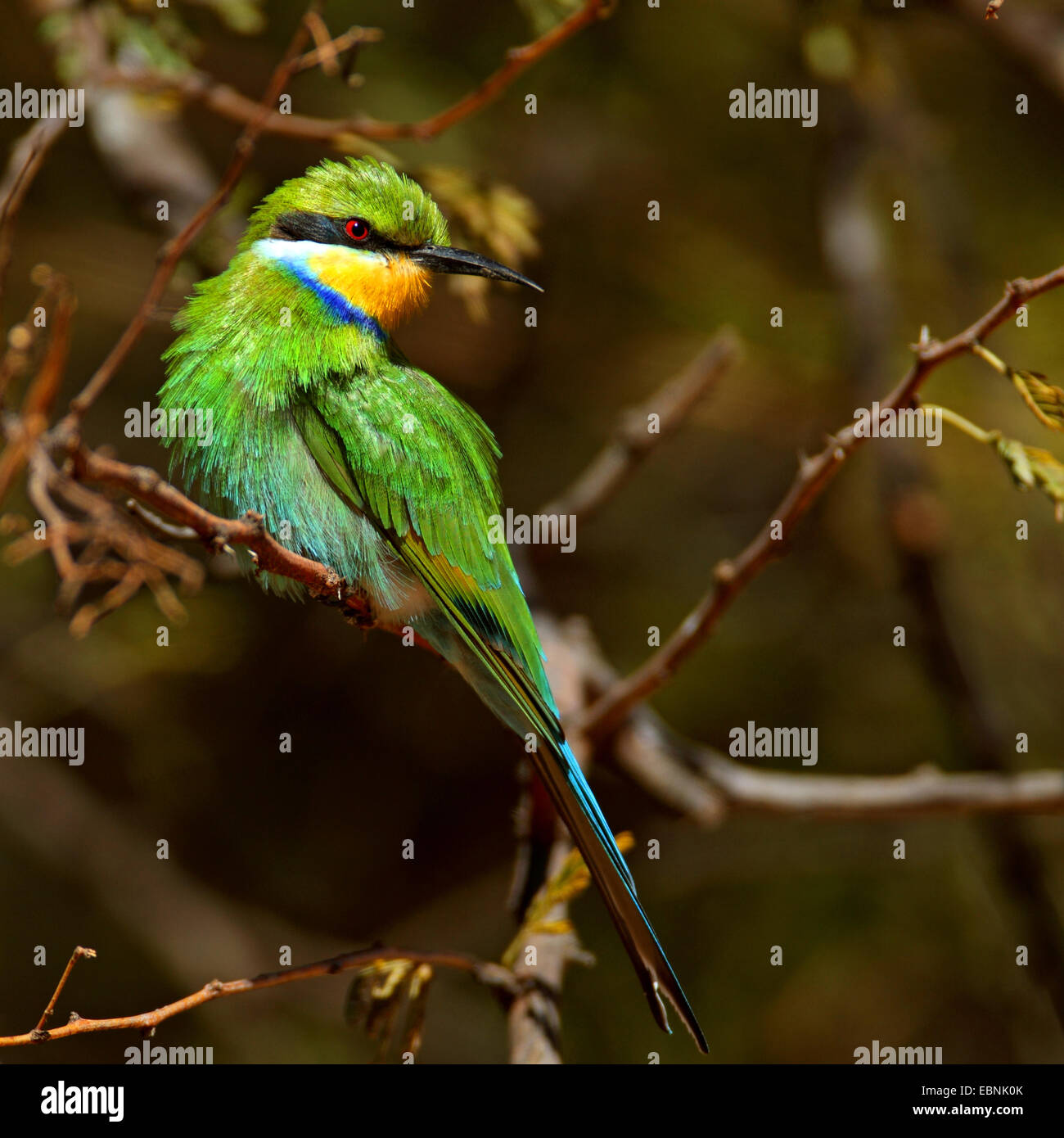 Zinnenkranz Biene-Esser (Merops Hirundineus), sitzt in einem Baum, Südafrika, Barberspan Bird Sanctuary Stockfoto