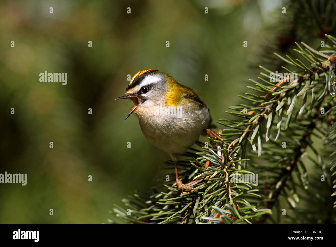 Firecrest (Regulus Ignicapillus), männliche sitzen in einer Fichte und singen, Deutschland, Nordrhein-Westfalen Stockfoto