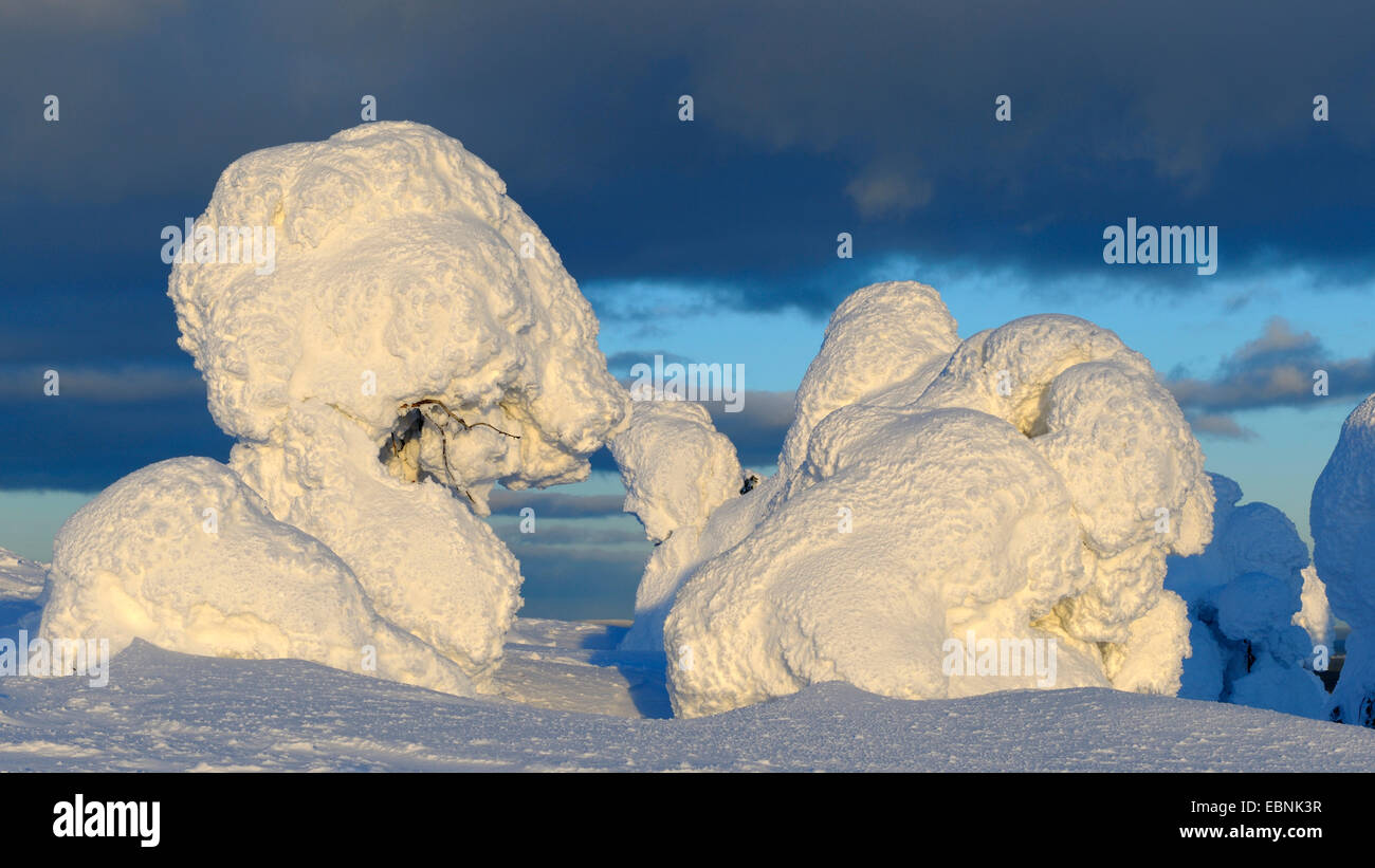 schneebedeckten Fichten bei einem Wintersturm in Kuusamo Rukatunturi, Finnland, Stockfoto