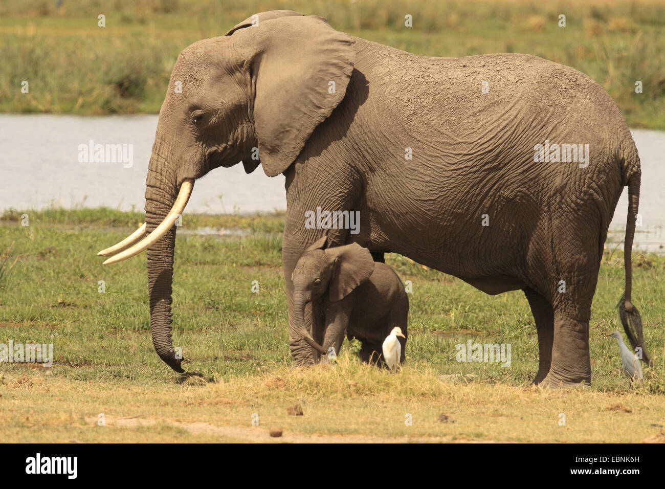 Afrikanischer Elefant (Loxodonta Africana), weibliche Elefant mit Baby, Kenia-Amboseli-Nationalpark Stockfoto