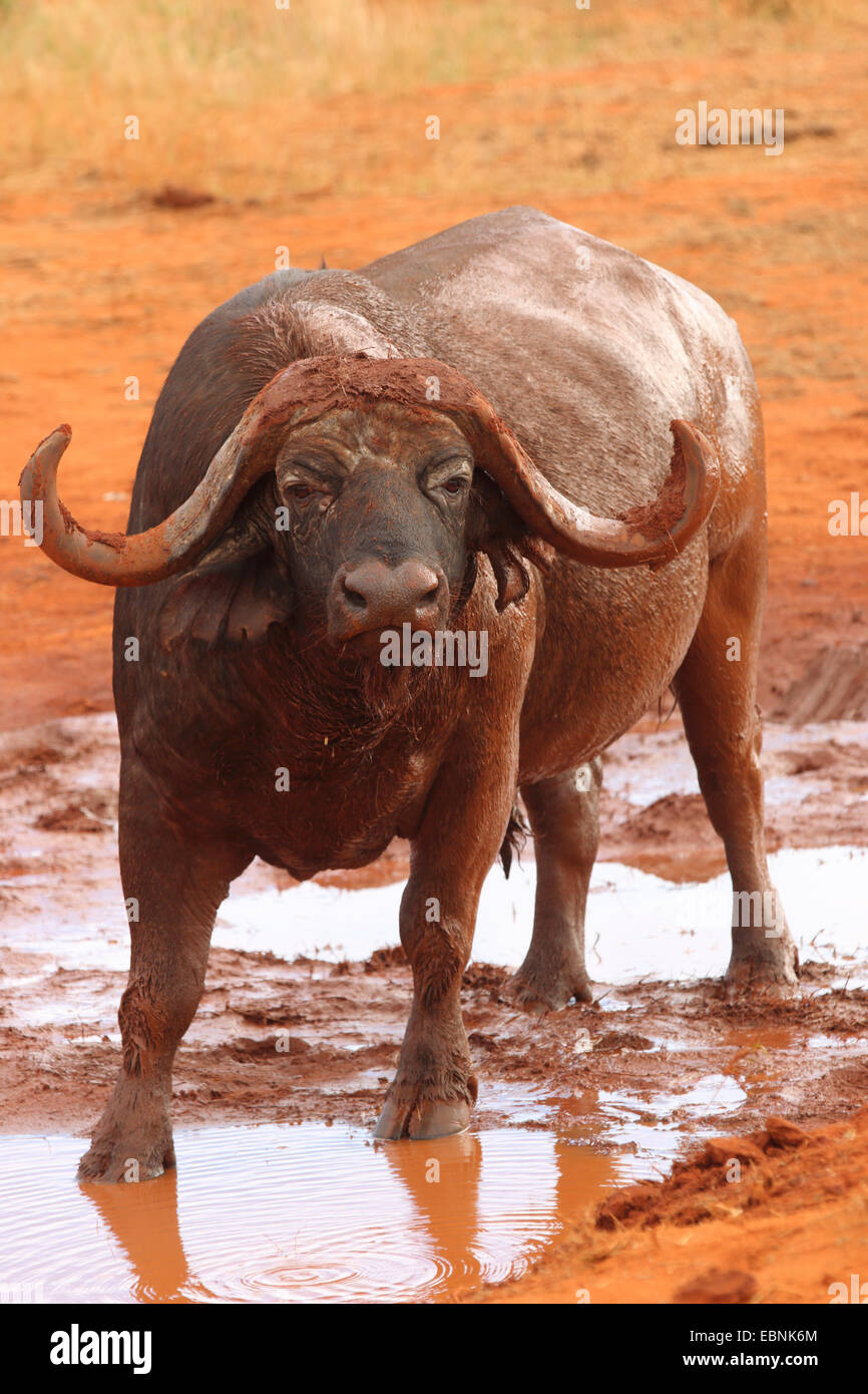 Afrikanischer Büffel (Syncerus Caffer), buffalo ein Wasserloch, Kenia, Tsavo East National Park Stockfoto