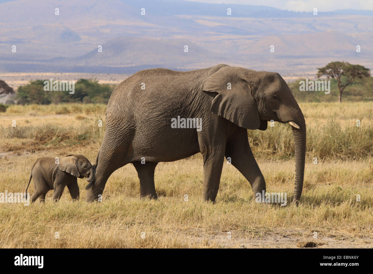 Afrikanischer Elefant (Loxodonta Africana), Frau und Baby, Kenia, Amboseli-Nationalpark Stockfoto