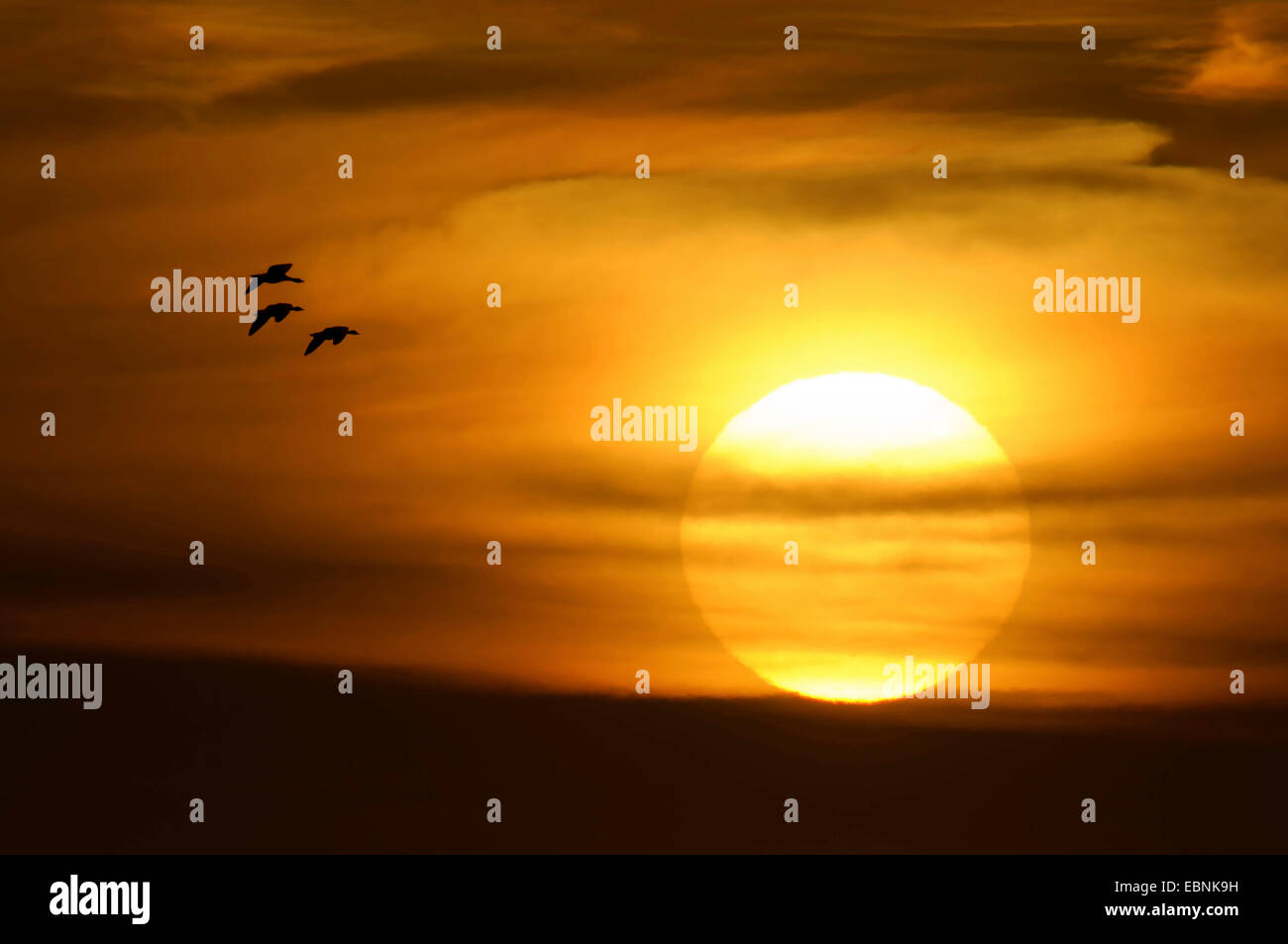 Graugans (Anser Anser), auf der Flucht vor einer aufgehenden Sonne, Illmitz, Nationalpark Neusiedler See, Burgenland, Österreich Stockfoto