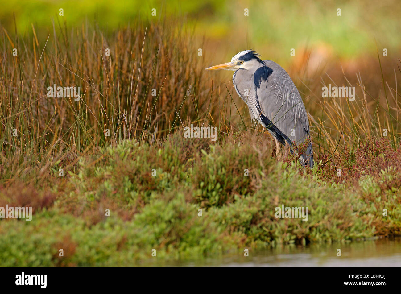 Graureiher (Ardea Cinerea), stehen am Rand Wassers in einen Sumpf Wiese, Spanien, Balearen, Mallorca Stockfoto