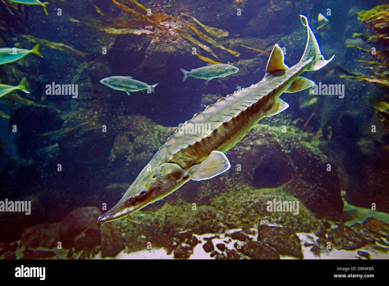 Atlantic sturgeon acipenser oxyrinchus -Fotos und -Bildmaterial in ...