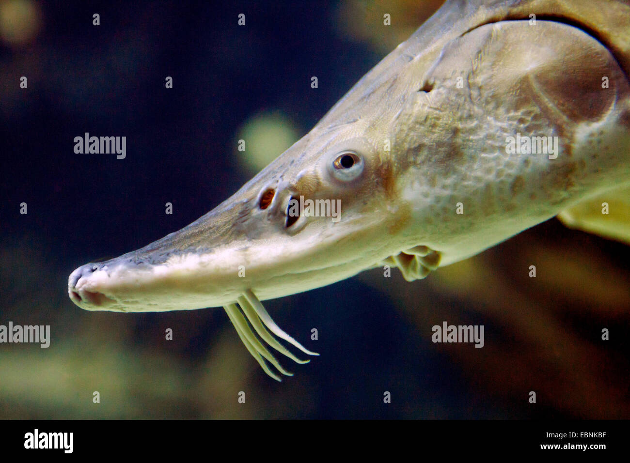 Atlantic sturgeon acipenser oxyrinchus -Fotos und -Bildmaterial in ...