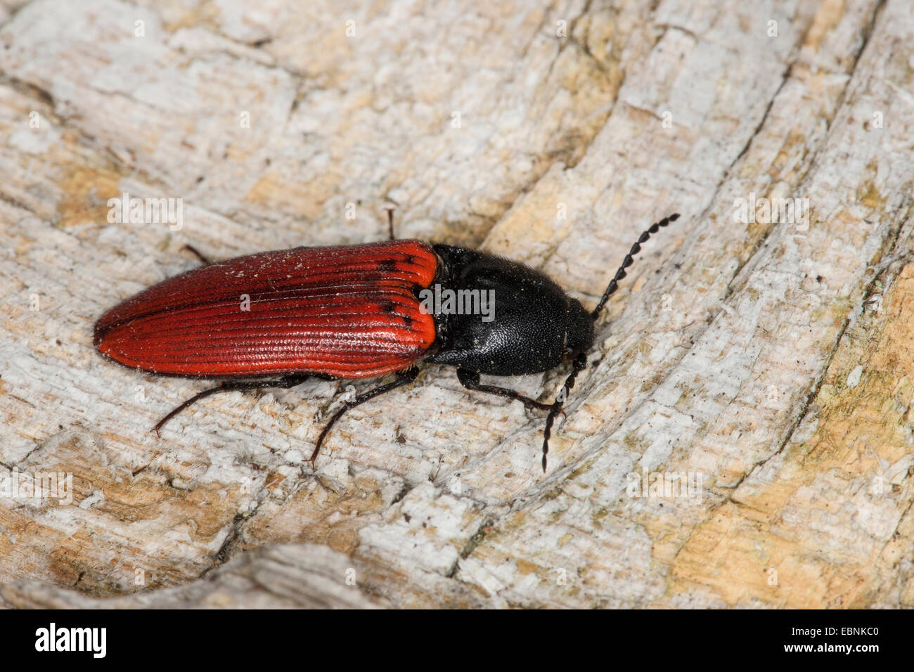 Kardinal Klick-Käfer (Ampedus spec, Ampedus vgl. Sanguineus), auf Totholz, Deutschland Stockfoto