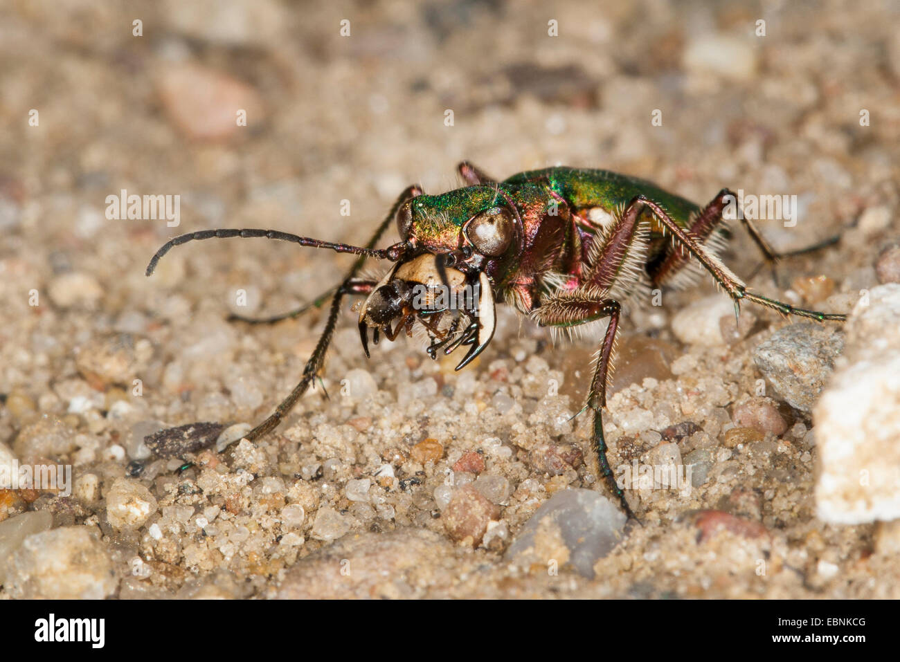 Grüne Sandlaufkäfer (Cicindela Campestris), mit Gefangenen Ameise in den Mund, Deutschland Stockfoto