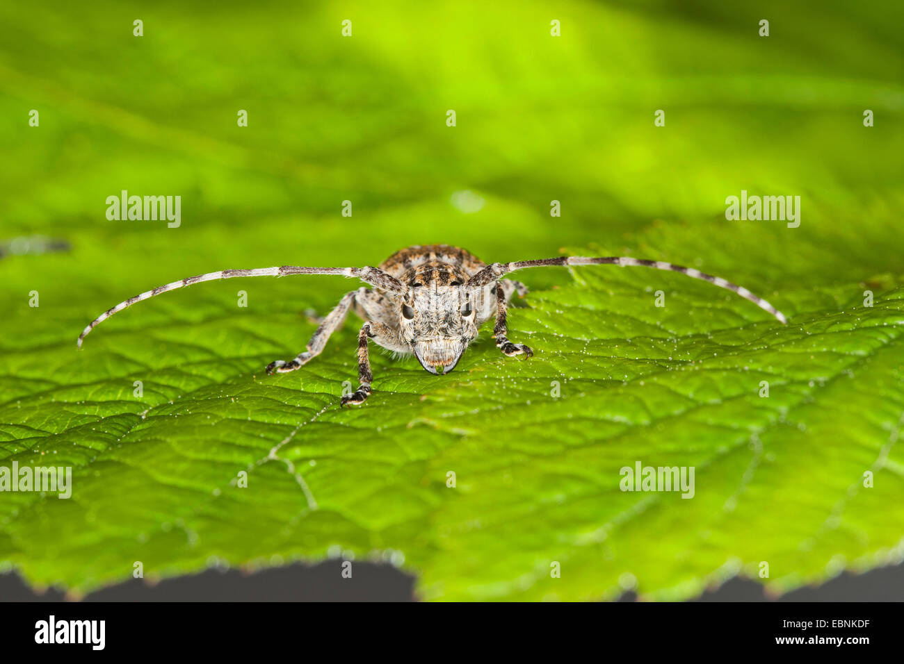 Weiß getrübt Longhorn Beetle (Mesosa Nebulosa), auf einem Blatt, Deutschland Stockfoto