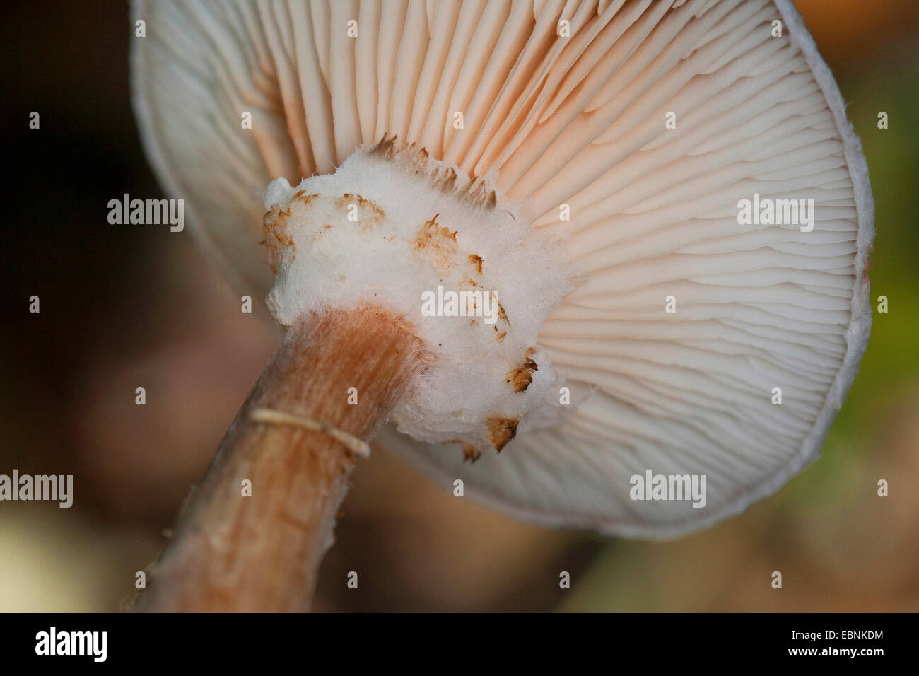 Dunkler Hallimasch, Honig Pilz (Armillaria Ostoyae, Armillariella Polymyces, Armillaria Solidipes), einzelne Mushroon von unten, Deutschland Stockfoto