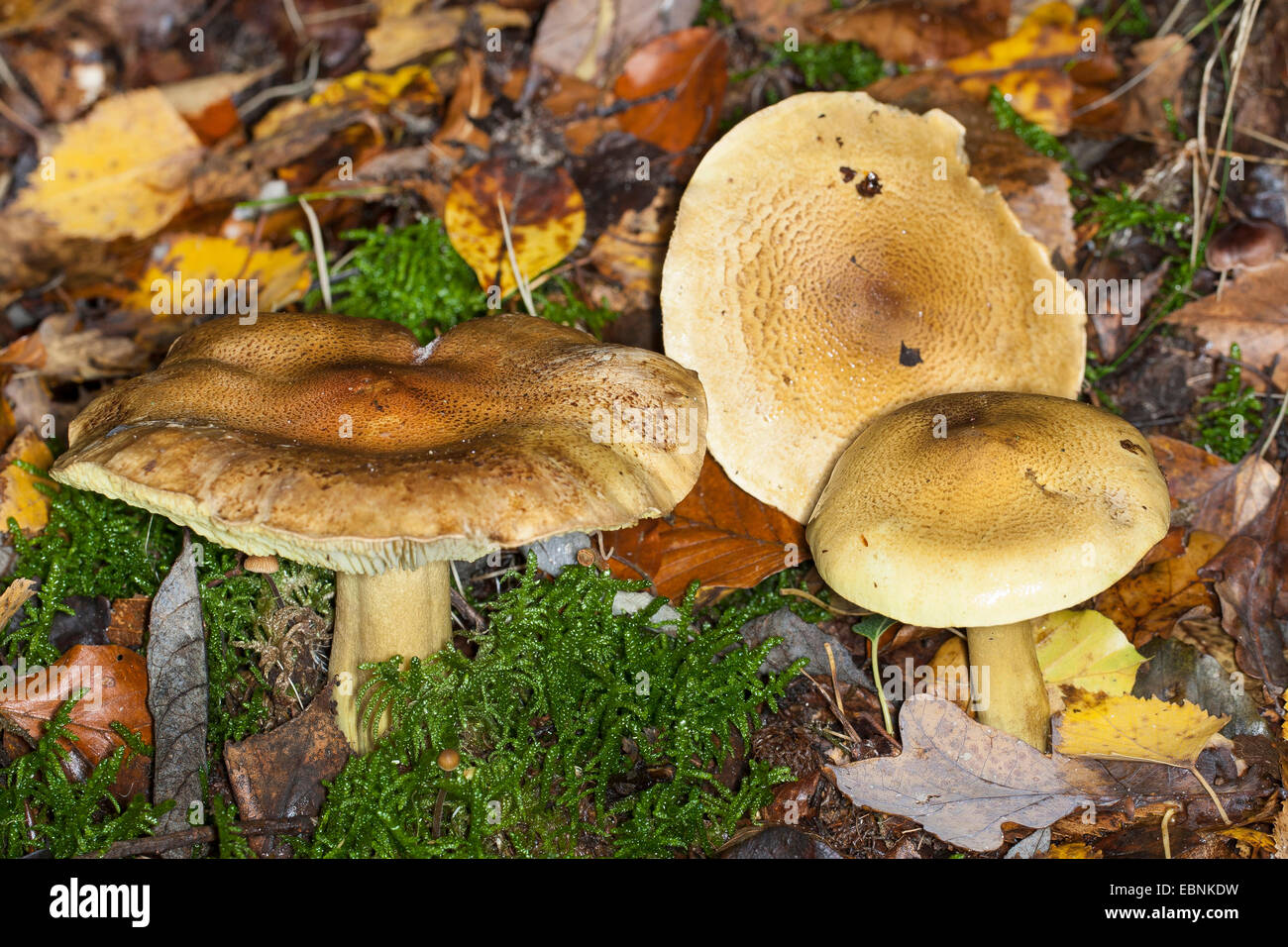 Mann auf dem Pferd, gelbe Ritter, gelbe Ritter Pilz (Tricholoma Equestre, Tricholoma Flavovirens, Tricholoma Auratum), drei Fruchtkörper auf Waldboden, Deutschland Stockfoto