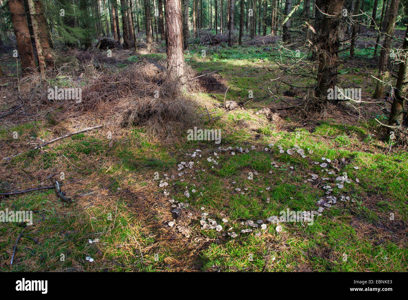 Clitocyboid Pilz (Clitocybe spec.), Fairy Ring aus Clitocyboid Pilzen, Deutschland Stockfoto