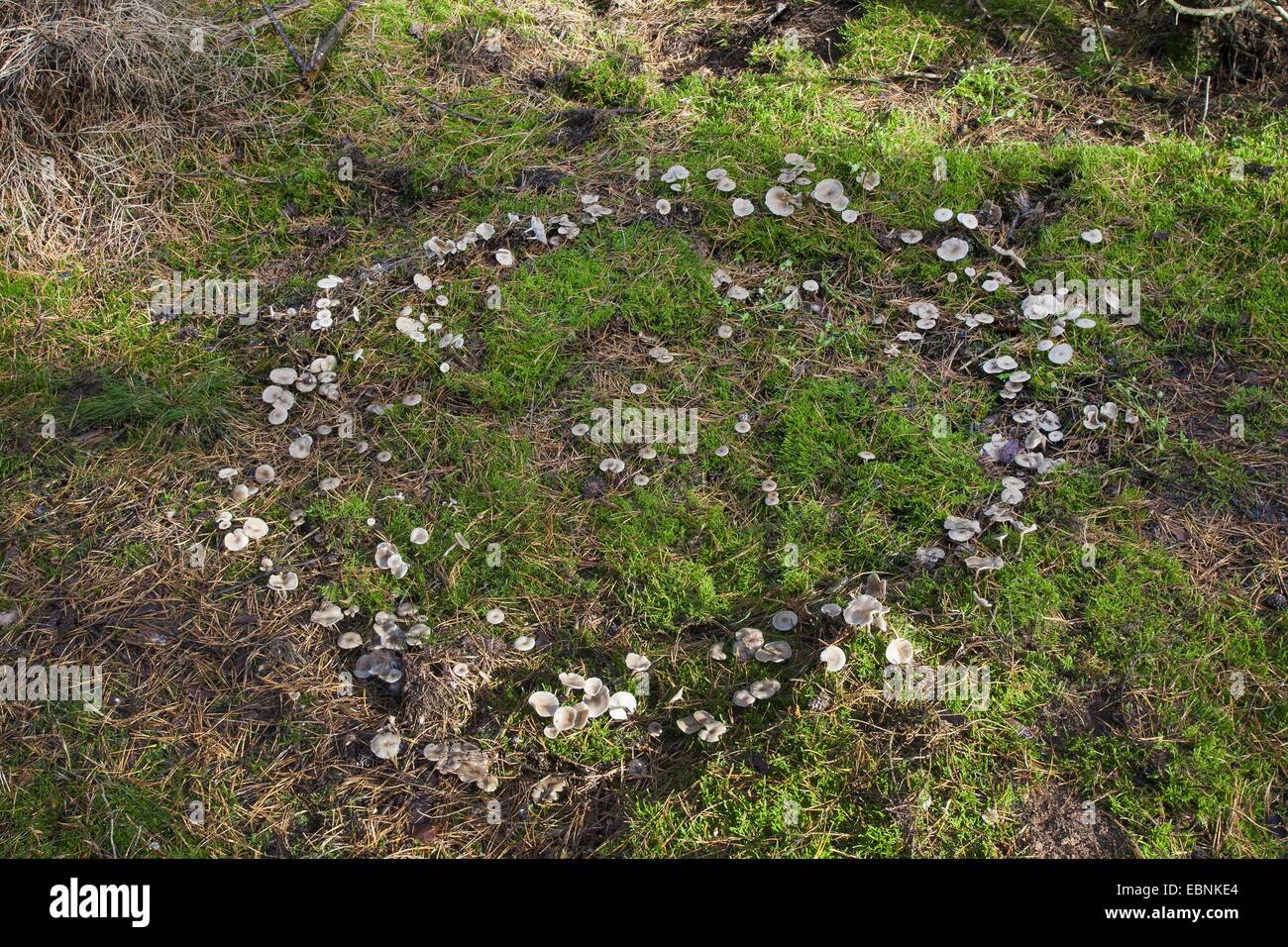 Clitocyboid Pilz (Clitocybe spec.), Fairy Ring aus Clitocyboid Pilzen, Deutschland Stockfoto