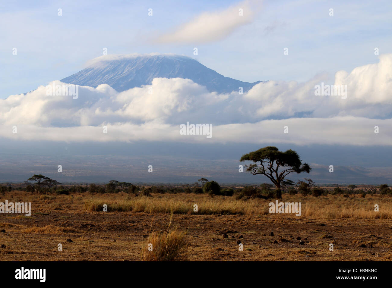 Kilimanjaro, Kenia-Amboseli-Nationalpark Stockfoto