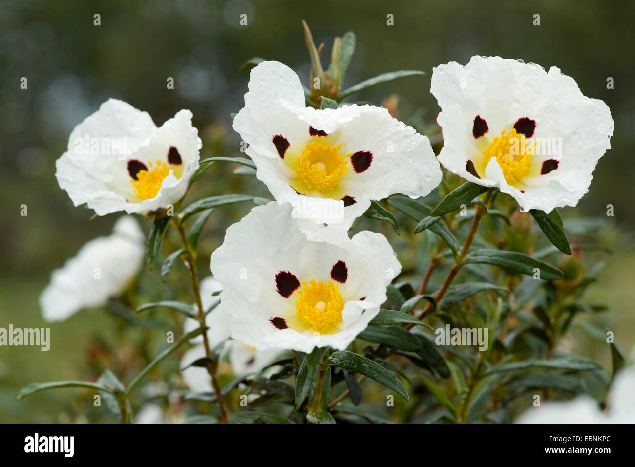 Gum Cistus, Gum Zistrose (Cistus Ladanifer), Blume, Portugal Stockfoto