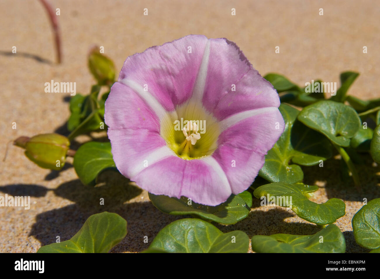Trichterwinde Strand, Meer Ackerwinde, Seashore falsche Ackerwinde, Seashore-Prunkwinde (Calystegia Soldanella), blühen am Strand, Niederlande Stockfoto