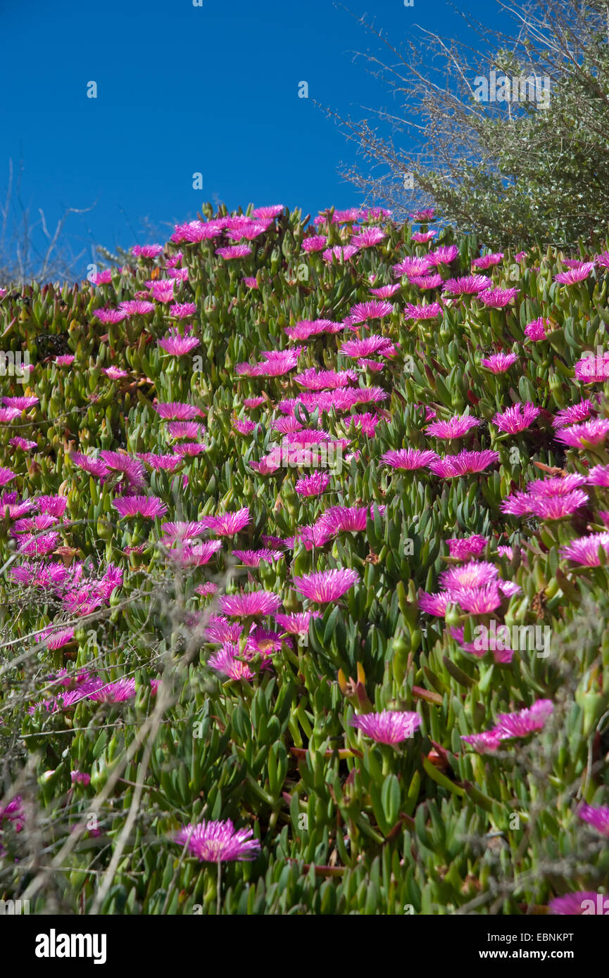 Autobahn Iceplant, Hottentotten Fig (Khoi Edulis), blühen Stockfoto