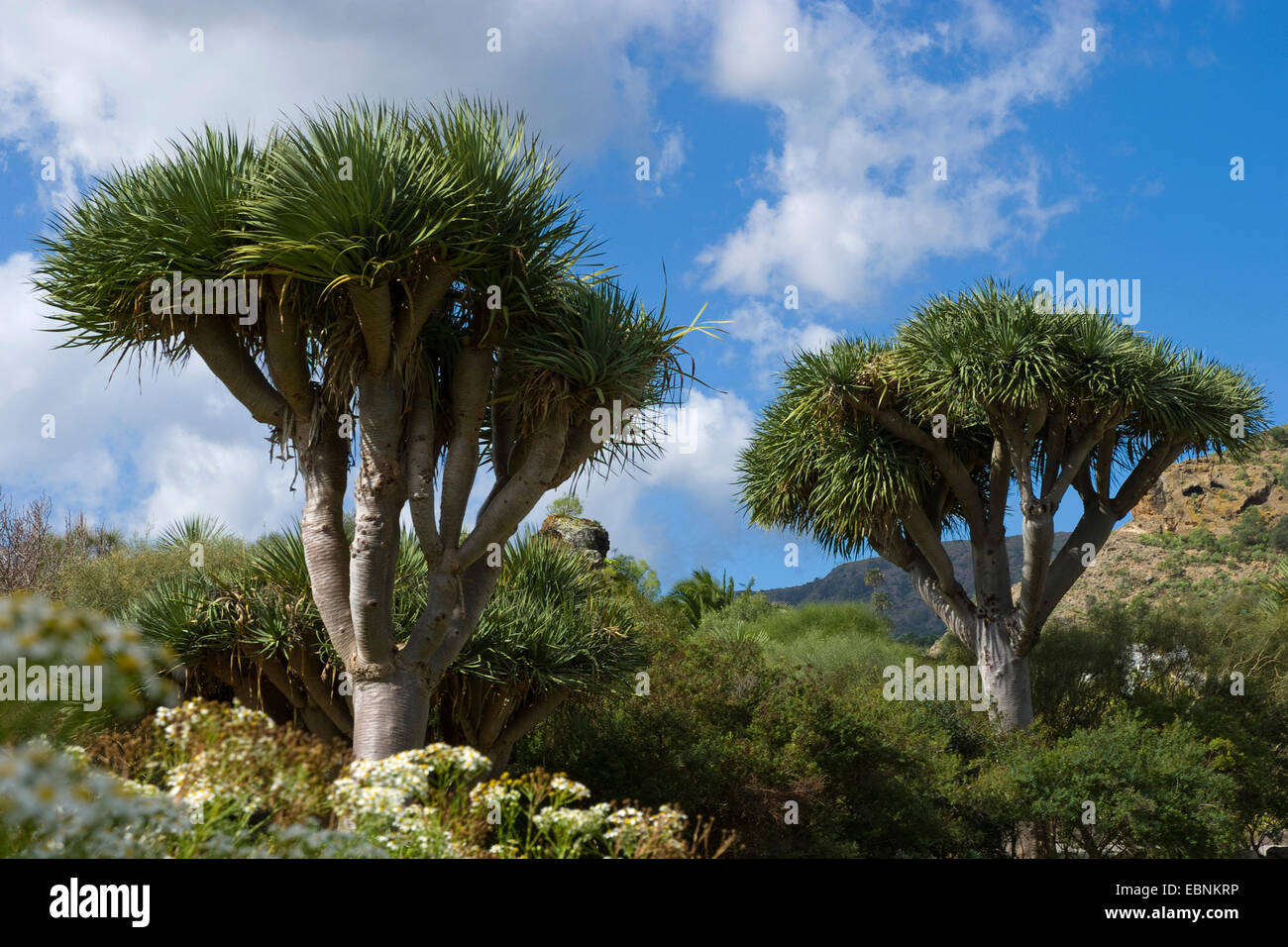 Reißen Sie, Drachenblut, Draegon Baum, Kanarischen Drachenbaum, Drago (Dracaena Draco), Kanarische Inseln, Gran Canaria Stockfoto