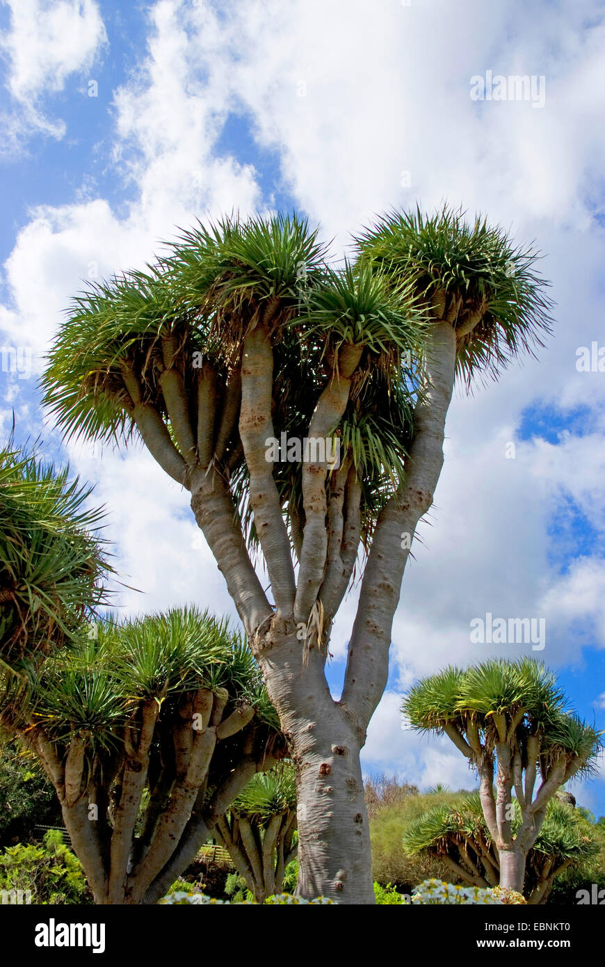 Drachen blutbaum draco dracaena Fotos und Bildmaterial in hoher