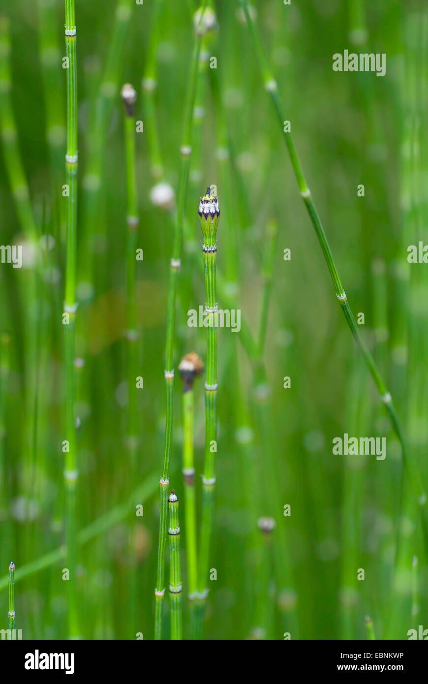 Schachtelhalm bunt, bunt Scheuern-Rush (Equisetum Variegatum), mit Zapfen, Deutschland Stockfoto