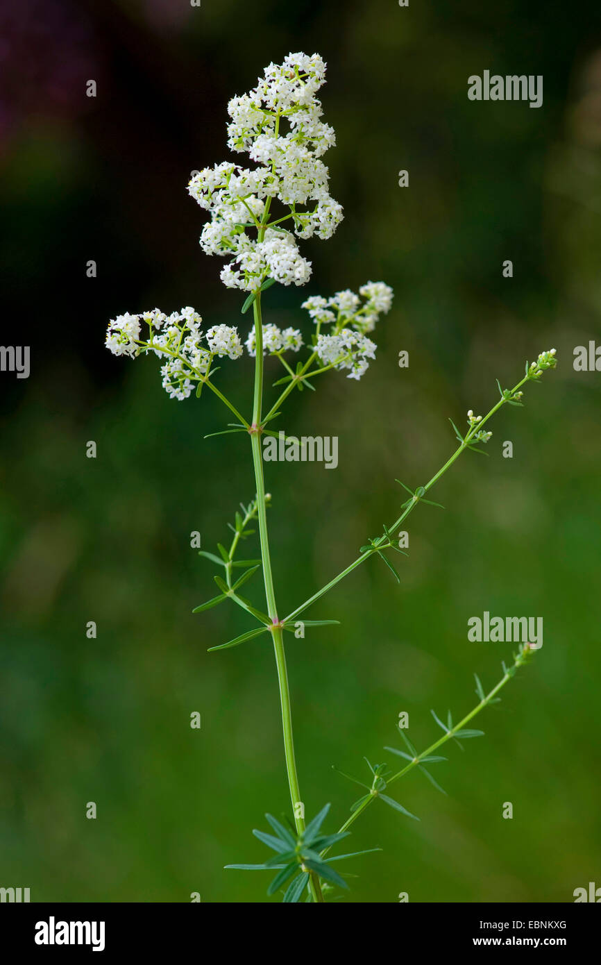 nördlichen Labkraut (Galium Boreale), blühen, Deutschland, BG HD Stockfoto