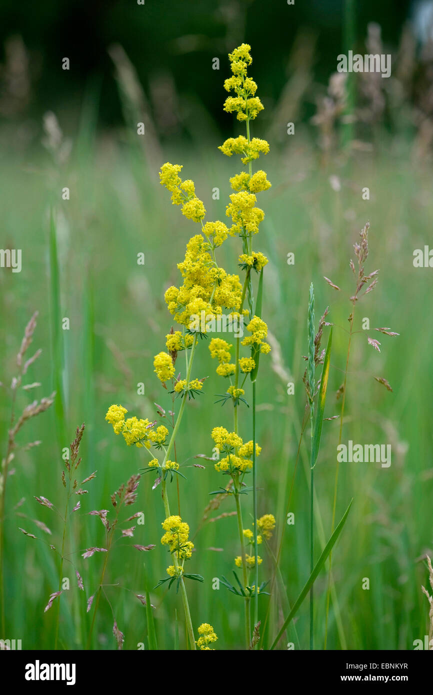 Wirtgen Labkraut, gelbes Labkraut (Galium Wirtgenii), Ionen-blühende Wiese, Deutschland Stockfoto