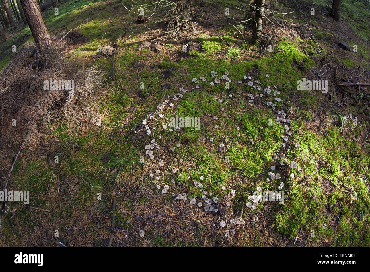Clitocyboid Pilz (Clitocybe spec.), Fairy Ring aus Clitocyboid Pilzen, Deutschland Stockfoto