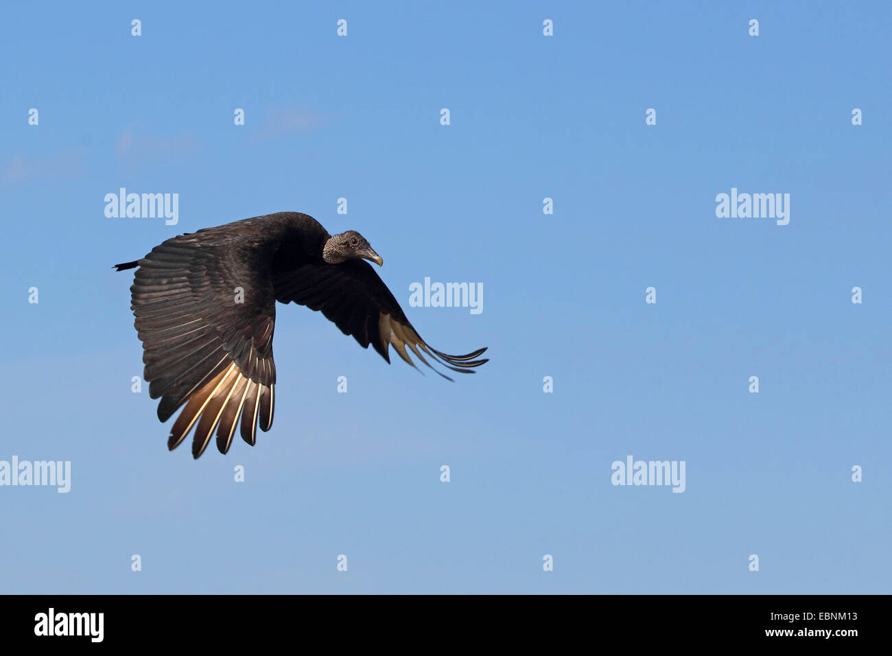 Amerikanische schwarze Geier (Coragyps Atratus), fliegende Vogel, USA, Florida Stockfoto