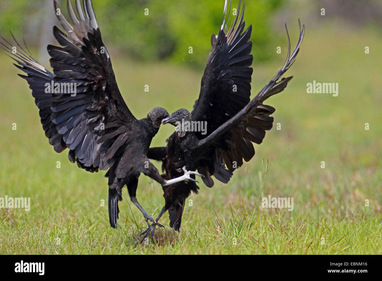 Amerikanische schwarze Geier (Coragyps Atratus), zwei kämpfende Geier, USA, Florida Stockfoto