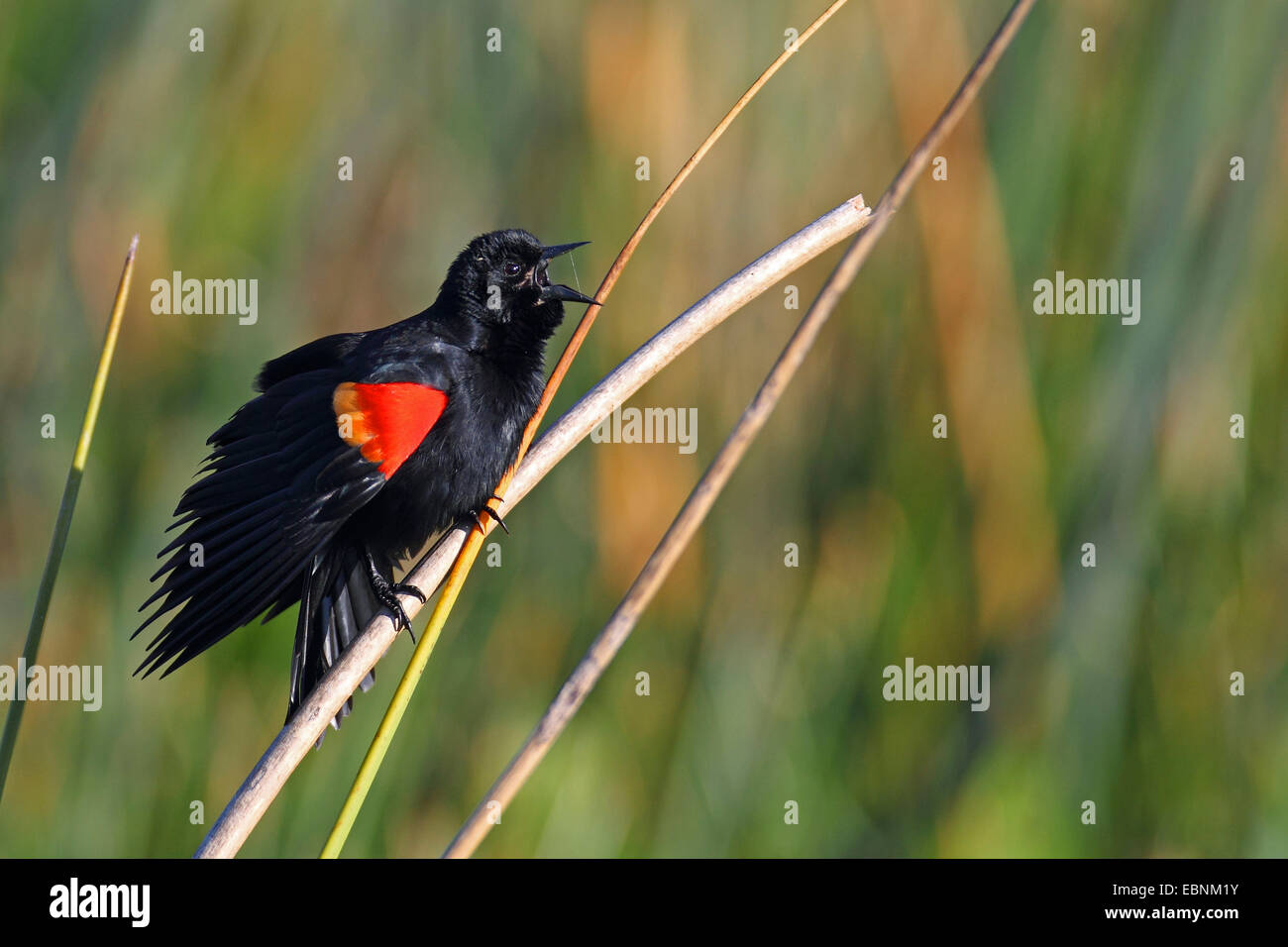 Rotschulterstärling (Agelaius Phoeniceus), singen die Männchen auf einem Ast, USA, Florida Stockfoto