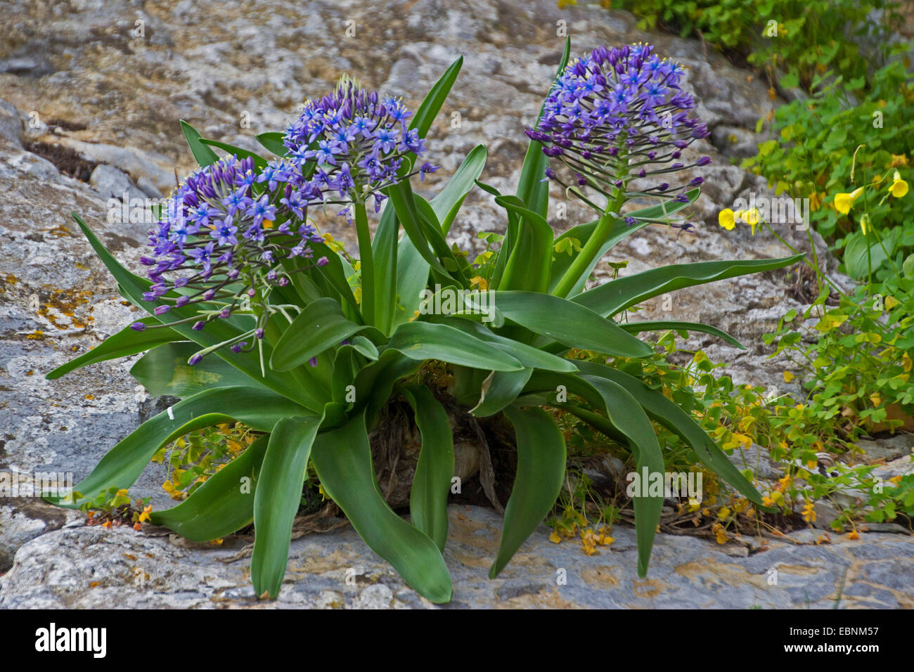 Peruanische Scilla (Scilla Peruviana), blühen, Gibraltar Stockfoto