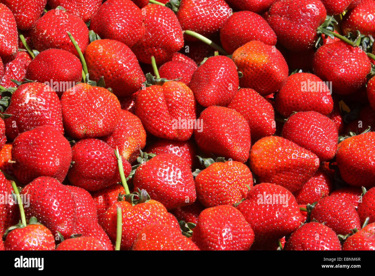Hybrid-Erdbeere, Garten-Erdbeere (Fragaria X ananassa, Fragaria ...