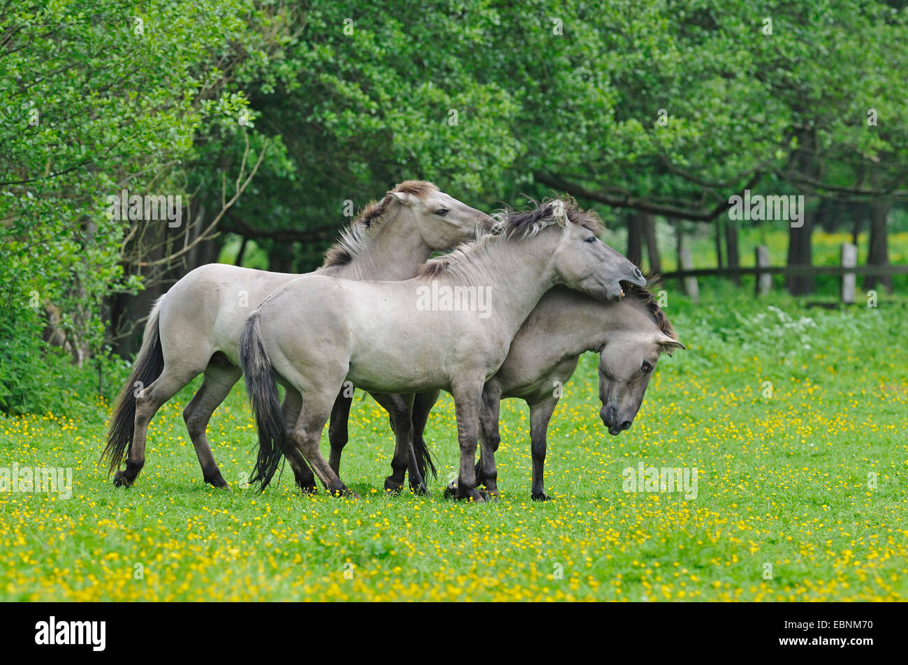Tarpan (Equus Ferus Gmelini, Equus Gmelini), zurück durch die Kreuzung von verschiedenen Pferderassen Zucht Versuch der ausgestorbenen Wildpferd Unterarten. Stuten beißen einander, Deutschland Stockfoto