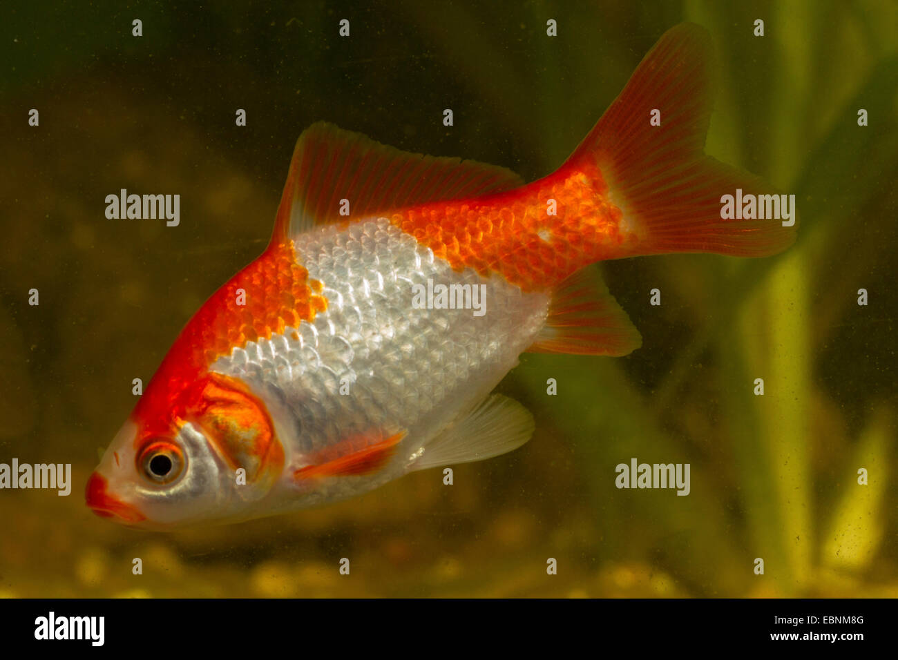 Goldfische, Karpfen (Carassius Auratus), rot-weiss gestromt Stockfoto