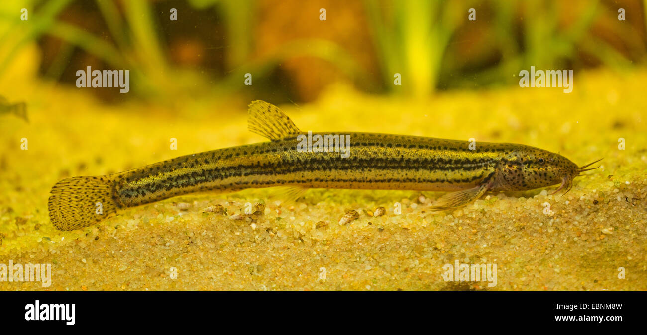Weatherfish (Misgurnus Fossilis), Männlich Stockfoto