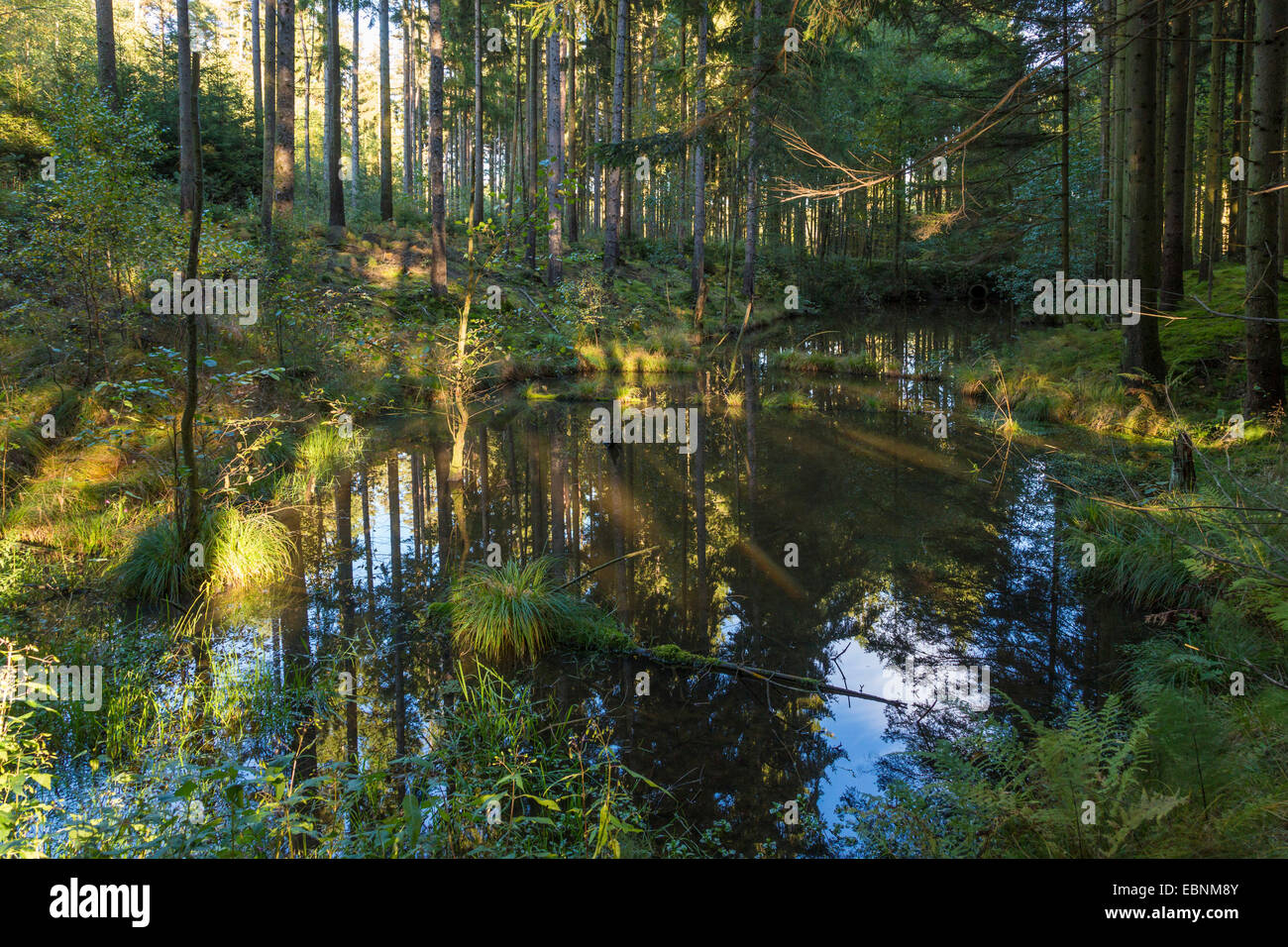 Teich im Fichtenwald mit Spiegel Nummern, Deutschland, Bayern Stockfoto