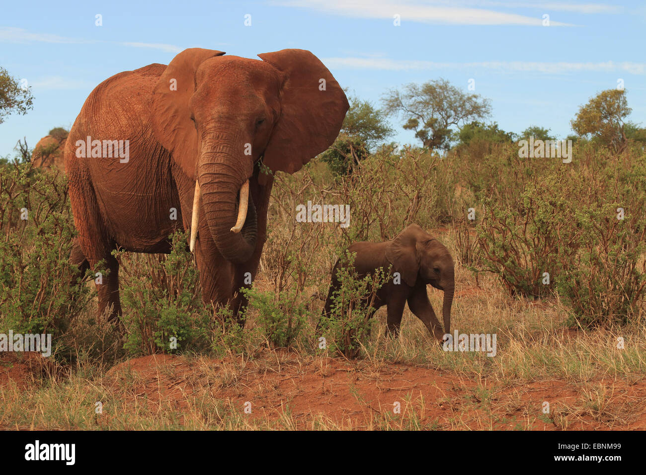 Afrikanischer Elefant (Loxodonta Africana), weibliche mit Elefant Baby, Kenia, Tsavo East National Park Stockfoto
